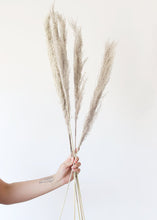 Load image into Gallery viewer, Pack of 5 - Natural Pampas Grass