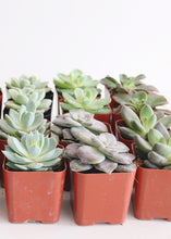 Load image into Gallery viewer, LIVE Rosette Succulent Collection - Pack of 100 - Ships Alone