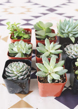 Load image into Gallery viewer, LIVE Succulent Collection in Blue Green - Pack of 12 - Ships Alone