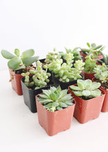 Load image into Gallery viewer, LIVE Succulent Collection in Green - Pack of 12 - Ships Alone