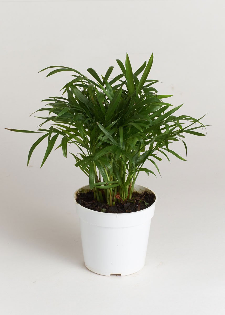 LIVE Bella Palm House Plant in 4" Pot Ships Alone