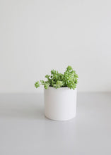 Load image into Gallery viewer, LIVE - Hanging String of Pearls & Burrito Sedum - Ships Alone