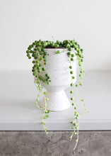 Load image into Gallery viewer, LIVE - Hanging String of Pearls & Burrito Sedum - Ships Alone