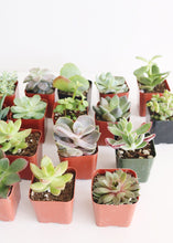 Load image into Gallery viewer, LIVE Unique Succulents Collection - Pack of 20 - Ships Alone