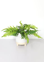 Load image into Gallery viewer, Real Touch Plastic Wood Fern Plant - 16"