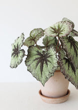 Load image into Gallery viewer, Purple Green Artificial Begonia Leaves Bush - 9" Tall