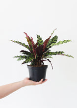 Load image into Gallery viewer, LIVE Rattlesnake Calathea House Plant in 6" Pot - Ships Alone