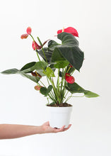 Load image into Gallery viewer, LIVE Anthurium House Plant in 6" Pot - Ships Alone