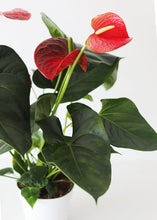 Load image into Gallery viewer, LIVE Anthurium House Plant in 6" Pot - Ships Alone