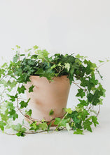 Load image into Gallery viewer, LIVE Ivy Hanging House Plant in 6" Pot - Ships Alone