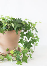 Load image into Gallery viewer, LIVE Ivy Hanging House Plant in 6" Pot - Ships Alone