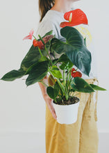Load image into Gallery viewer, LIVE Anthurium House Plant in 6" Pot - Ships Alone