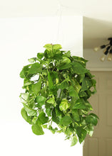 Load image into Gallery viewer, LIVE Large Pothos Hanging House Plant in 6" Pot - Ships Alone