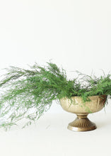 Load image into Gallery viewer, Preserved Evergreen Plumosus Fern Foliage