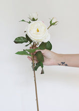 Load image into Gallery viewer, Cream Blush Real Touch English Cabbage Rose - 22.5" Tall