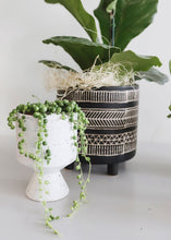 Load image into Gallery viewer, LIVE - Hanging String of Pearls & Burrito Sedum - Ships Alone
