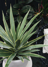 Load image into Gallery viewer, Artificial Variegated Yucca Fake Outdoor Plant - 28"