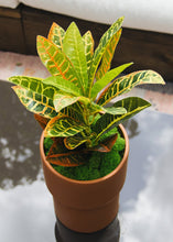 Load image into Gallery viewer, Plastic Outdoor/Indoor Croton Plant - 21" Tall