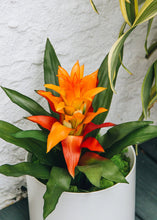 Load image into Gallery viewer, Artificial Indoor/Outdoor Bromeliad Plant in Orange Flame - 21"