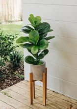 Load image into Gallery viewer, Fake Fiddle Leaf Fig Tree Floor Plant in Pot - 31.5" Tall