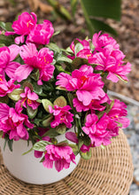 Load image into Gallery viewer, Azalea Silk Flowers Bush in Fuchsia - 13"