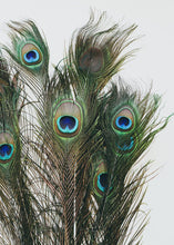 Load image into Gallery viewer, Pack of 12 - Peacock Feathers