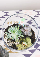 Load image into Gallery viewer, LIVE Unique Succulents Collection - Pack of 20 - Ships Alone
