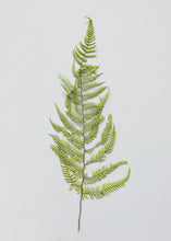 Load image into Gallery viewer, Pack of 5 - Preserved Ferns