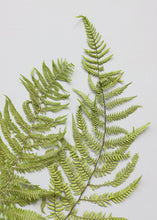Load image into Gallery viewer, Pack of 5 - Preserved Ferns