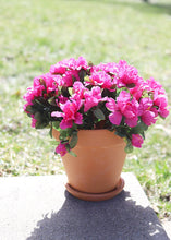 Load image into Gallery viewer, Azalea Silk Flowers Bush in Fuchsia - 13"