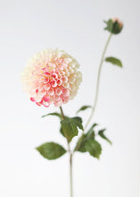 Load image into Gallery viewer, Cream and Fuchsia Pink Artificial Dahlia Flower - Large 4.5" Bloom