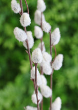 Load image into Gallery viewer, Gray Artificial Pussy Willow Branch 31"