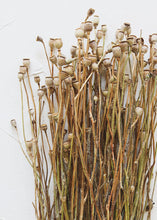 Load image into Gallery viewer, Mini Dried Poppy Pods - 12-24" Tall