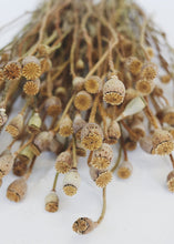 Load image into Gallery viewer, Mini Dried Poppy Pods - 12-24" Tall