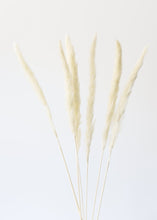Load image into Gallery viewer, Pack of 6 - Smooth White Natural Pampas Grass - 25-29.5"