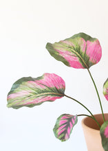 Load image into Gallery viewer, Pink Green Fake Tropical Calathea Leaf Plant - 25"