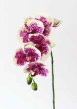 Load image into Gallery viewer, Purple Cream Artificial Phalaenopsis Orchids - 35"