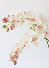 Load image into Gallery viewer, Real Touch Phalaenopsis Orchids in Cream Pink - 30" Tall