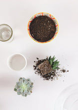 Load image into Gallery viewer, LIVE Unique Succulents Collection - Pack of 12 - Ships Alone