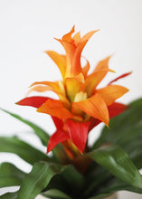 Load image into Gallery viewer, Artificial Indoor/Outdoor Bromeliad Plant in Orange Flame - 21"