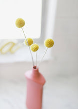 Load image into Gallery viewer, Pack of 10 - Dried Billy Buttons - Craspedia in Natural Yellow