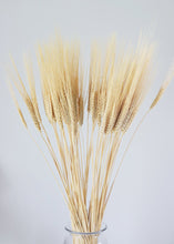 Load image into Gallery viewer, Natural Triticum Wheat Bundle