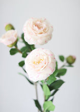 Load image into Gallery viewer, Real Touch Faux Camellia Roses in Cream Pink
