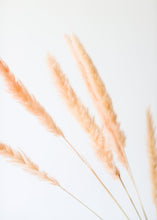 Load image into Gallery viewer, Pack of 6 - Smooth Pink Natural Pampas Grass - 25-29.5"