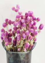 Load image into Gallery viewer, Natural Globe Amaranth in Pink White