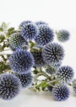 Load image into Gallery viewer, Dried Floral Coastal Echinops Globe Thistle in Blue Green