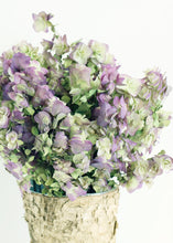 Load image into Gallery viewer, Dried Kent Beauty Oregano