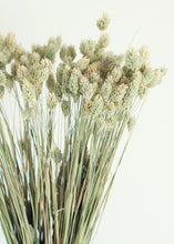 Load image into Gallery viewer, Dried Phalaris Grass