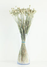 Load image into Gallery viewer, Dried Phalaris Grass