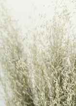 Load image into Gallery viewer, Dried Indian Rice Grass